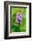 Sweden, Norrbotten, Abisko, Torne Lake. Heath Spotted Orchid.-Fredrik Norrsell-Framed Photographic Print