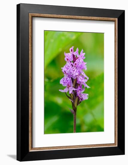 Sweden, Norrbotten, Abisko, Torne Lake. Heath Spotted Orchid.-Fredrik Norrsell-Framed Photographic Print