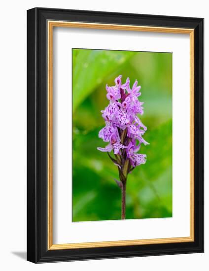 Sweden, Norrbotten, Abisko, Torne Lake. Heath Spotted Orchid.-Fredrik Norrsell-Framed Photographic Print