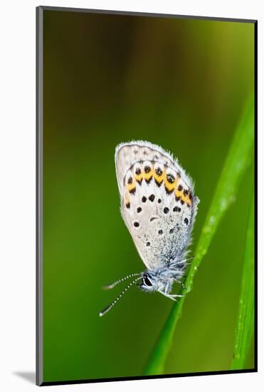 Sweden, Norrbotten, Abisko, Torne Lake. Northern Blue butterfly (Plebejus ida).-Fredrik Norrsell-Mounted Photographic Print