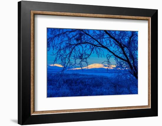 Sweden, Norrbotten, Abisko. Winter light over frosted birch forest and Torne Lake.-Fredrik Norrsell-Framed Photographic Print