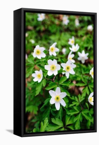 Sweden, Skane. Wood Anemone (Anemone nemorosa), flowering in early spring.-Fredrik Norrsell-Framed Premier Image Canvas