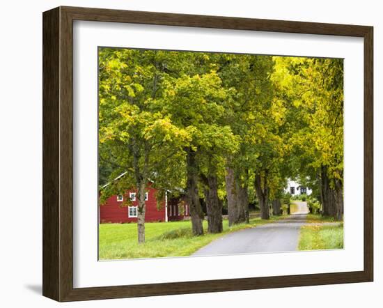 Sweden, Smaland, Ahornallee with Farmhouse in Savsjo, Autumn-K. Schlierbach-Framed Photographic Print