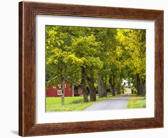 Sweden, Smaland, Ahornallee with Farmhouse in Savsjo, Autumn-K. Schlierbach-Framed Photographic Print