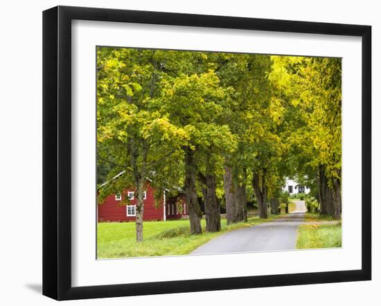 Sweden, Smaland, Ahornallee with Farmhouse in Savsjo, Autumn-K. Schlierbach-Framed Photographic Print