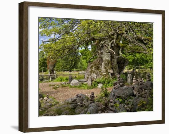 Sweden, Smaland, Vimmerby, English Oak, 1000 Years Kvills Oak in Rumskulla, Natural Monument-K. Schlierbach-Framed Photographic Print