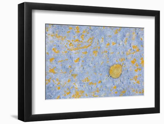 Sweden, Stone, Lichens, Leaf, Yellow-Rainer Mirau-Framed Photographic Print