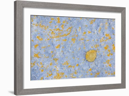 Sweden, Stone, Lichens, Leaf, Yellow-Rainer Mirau-Framed Photographic Print