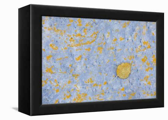 Sweden, Stone, Lichens, Leaf, Yellow-Rainer Mirau-Framed Premier Image Canvas