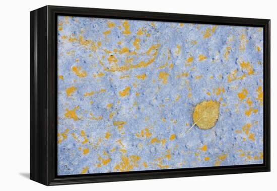 Sweden, Stone, Lichens, Leaf, Yellow-Rainer Mirau-Framed Premier Image Canvas