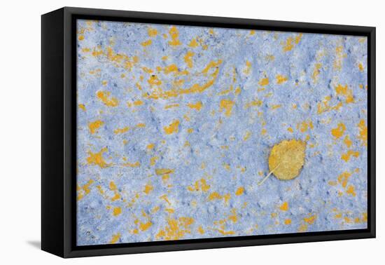 Sweden, Stone, Lichens, Leaf, Yellow-Rainer Mirau-Framed Premier Image Canvas