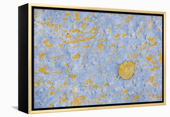 Sweden, Stone, Lichens, Leaf, Yellow-Rainer Mirau-Framed Premier Image Canvas