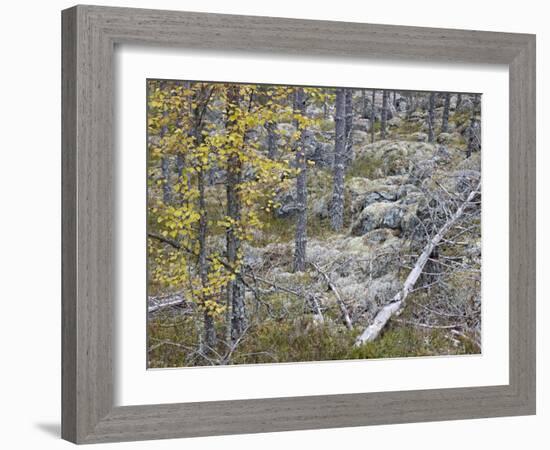 Sweden, Varmland, Pine Forest in Lesjofors, Block of Stone with Moss Cushion, Autumn-K. Schlierbach-Framed Photographic Print