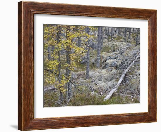 Sweden, Varmland, Pine Forest in Lesjofors, Block of Stone with Moss Cushion, Autumn-K. Schlierbach-Framed Photographic Print