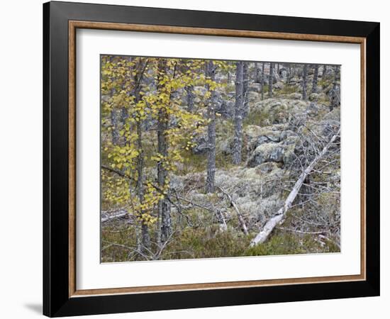 Sweden, Varmland, Pine Forest in Lesjofors, Block of Stone with Moss Cushion, Autumn-K. Schlierbach-Framed Photographic Print