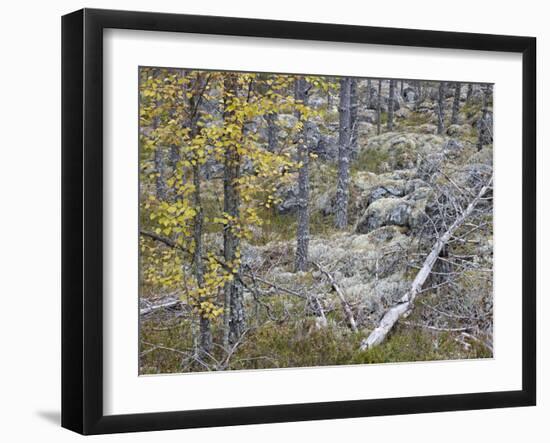 Sweden, Varmland, Pine Forest in Lesjofors, Block of Stone with Moss Cushion, Autumn-K. Schlierbach-Framed Photographic Print