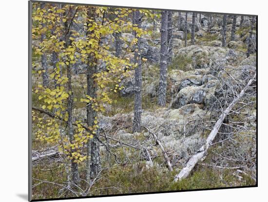 Sweden, Varmland, Pine Forest in Lesjofors, Block of Stone with Moss Cushion, Autumn-K. Schlierbach-Mounted Photographic Print