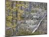 Sweden, Varmland, Pine Forest in Lesjofors, Block of Stone with Moss Cushion, Autumn-K. Schlierbach-Mounted Photographic Print