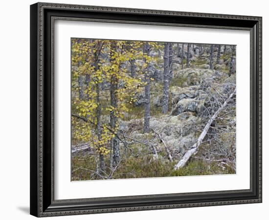 Sweden, Varmland, Pine Forest in Lesjofors, Block of Stone with Moss Cushion, Autumn-K. Schlierbach-Framed Photographic Print