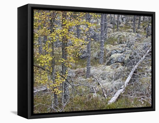 Sweden, Varmland, Pine Forest in Lesjofors, Block of Stone with Moss Cushion, Autumn-K. Schlierbach-Framed Premier Image Canvas