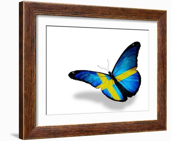 Swedish Flag Butterfly Flying, Isolated On White Background-suns_luck-Framed Art Print