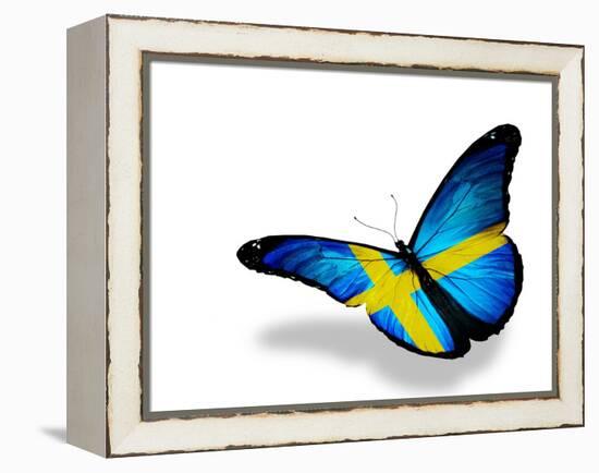 Swedish Flag Butterfly Flying, Isolated On White Background-suns_luck-Framed Stretched Canvas