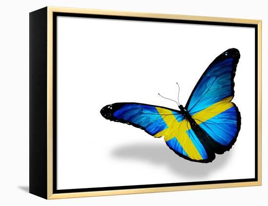 Swedish Flag Butterfly Flying, Isolated On White Background-suns_luck-Framed Stretched Canvas