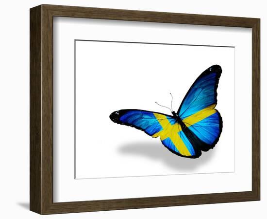 Swedish Flag Butterfly Flying, Isolated On White Background-suns_luck-Framed Art Print