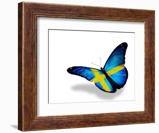 Swedish Flag Butterfly Flying, Isolated On White Background-suns_luck-Framed Art Print