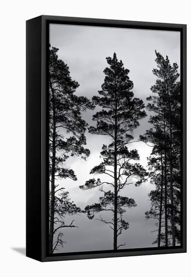 Swedish Trees-Mareike Böhmer-Framed Premier Image Canvas