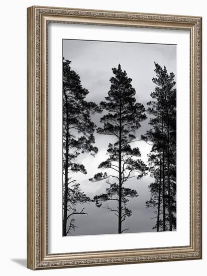 Swedish Trees-Mareike Böhmer-Framed Giclee Print