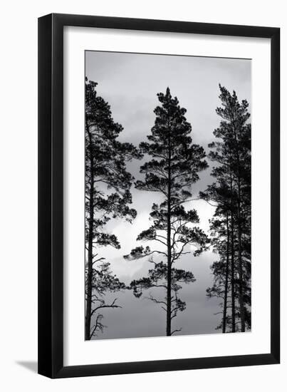 Swedish Trees-Mareike Böhmer-Framed Giclee Print