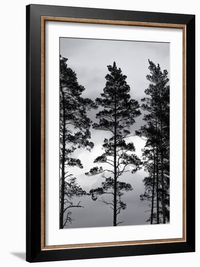 Swedish Trees-Mareike Böhmer-Framed Giclee Print