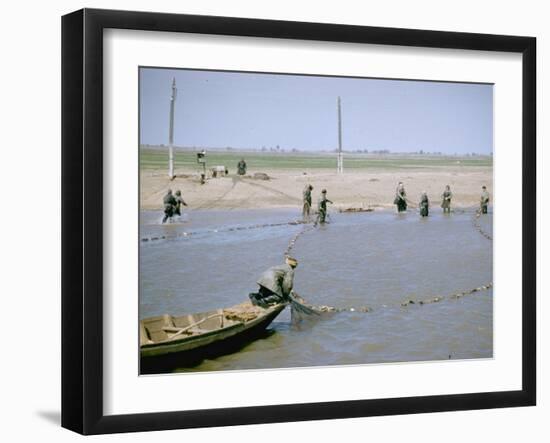 Sweep Net Fishing for Sturgeon at "Tanya" in Volga River Delta Nr. Astrakhan, Russia-Carl Mydans-Framed Photographic Print
