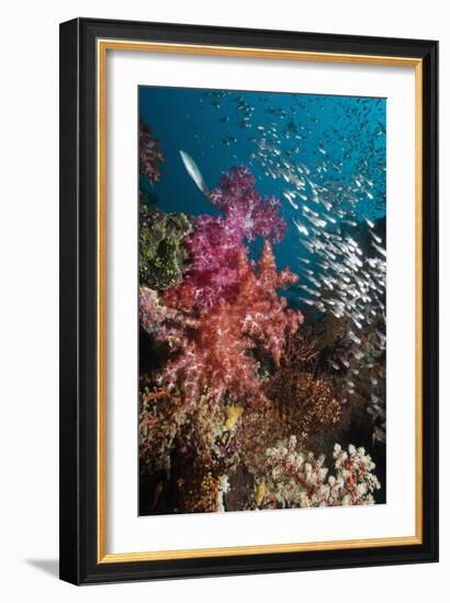 Sweeper Fish And Soft Corals-Georgette Douwma-Framed Photographic Print