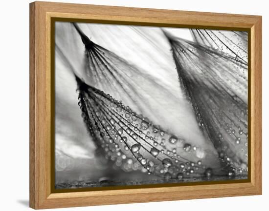 Sweeping in the Rain-Ursula Abresch-Framed Premier Image Canvas