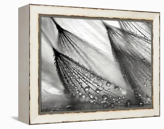 Sweeping in the Rain-Ursula Abresch-Framed Premier Image Canvas