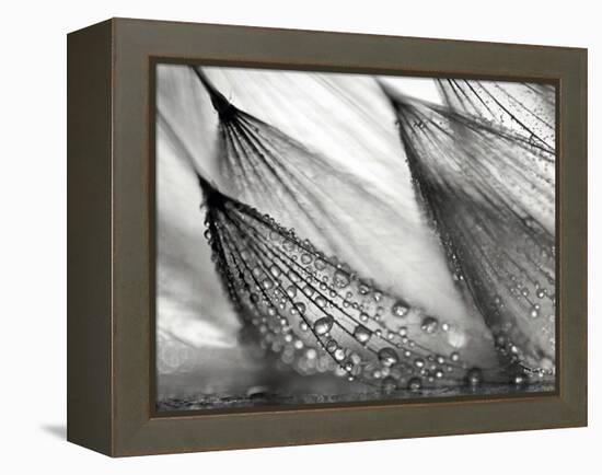 Sweeping in the Rain-Ursula Abresch-Framed Premier Image Canvas