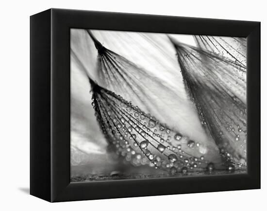 Sweeping in the Rain-Ursula Abresch-Framed Premier Image Canvas