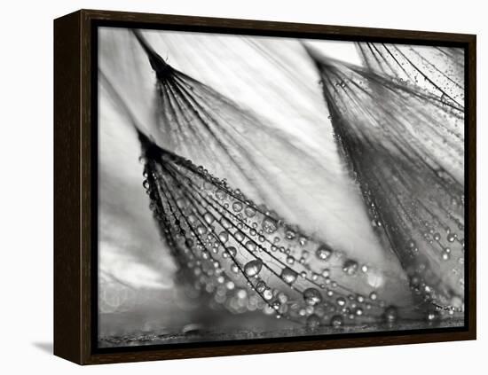 Sweeping in the Rain-Ursula Abresch-Framed Premier Image Canvas