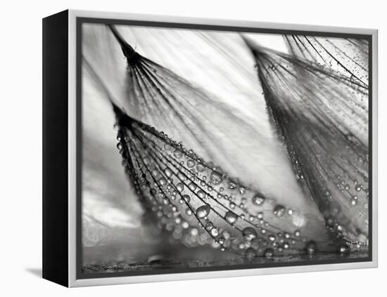 Sweeping in the Rain-Ursula Abresch-Framed Premier Image Canvas