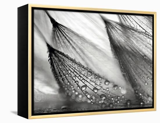 Sweeping in the Rain-Ursula Abresch-Framed Premier Image Canvas