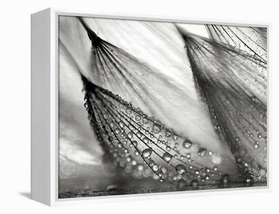 Sweeping in the Rain-Ursula Abresch-Framed Premier Image Canvas