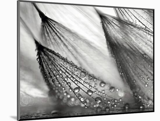 Sweeping in the Rain-Ursula Abresch-Mounted Premium Photographic Print