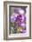 Sweet alyssum-Lisa Engelbrecht-Framed Photographic Print