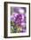 Sweet alyssum-Lisa Engelbrecht-Framed Photographic Print