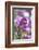 Sweet alyssum-Lisa Engelbrecht-Framed Photographic Print