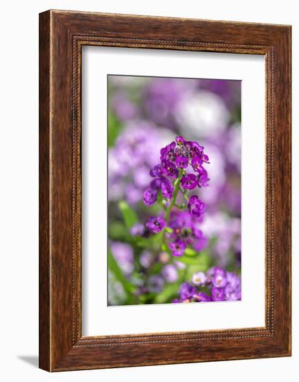 Sweet alyssum-Lisa Engelbrecht-Framed Photographic Print