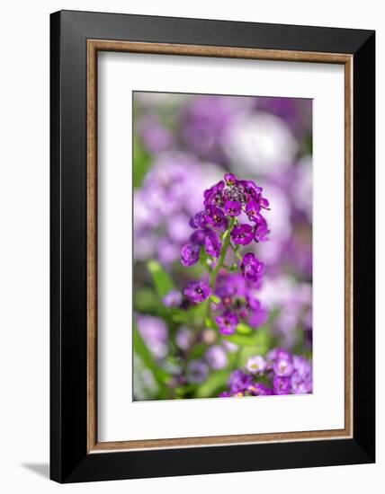 Sweet alyssum-Lisa Engelbrecht-Framed Photographic Print