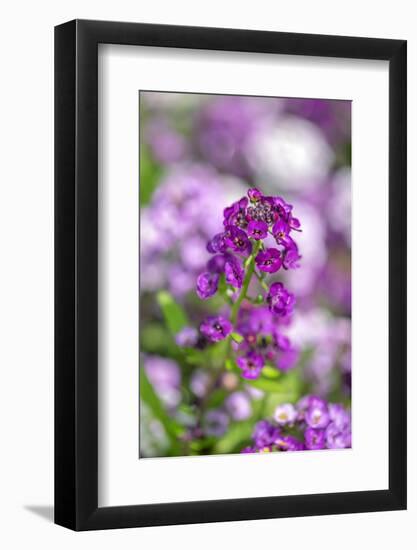 Sweet alyssum-Lisa Engelbrecht-Framed Photographic Print